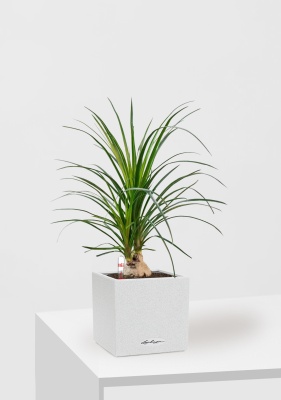 Нолина Спутник в CANTO STONE 14, песочно-белый 