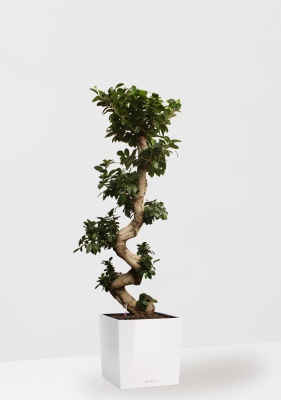 Фикус Микрокарпа Гинсенг 40/130 см в CUBE 50