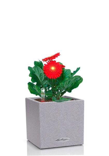 Гербера микс 12/20 см в CANTO STONE 14