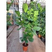 Фикус Лирата бранч разветвленный d30 см h210 см