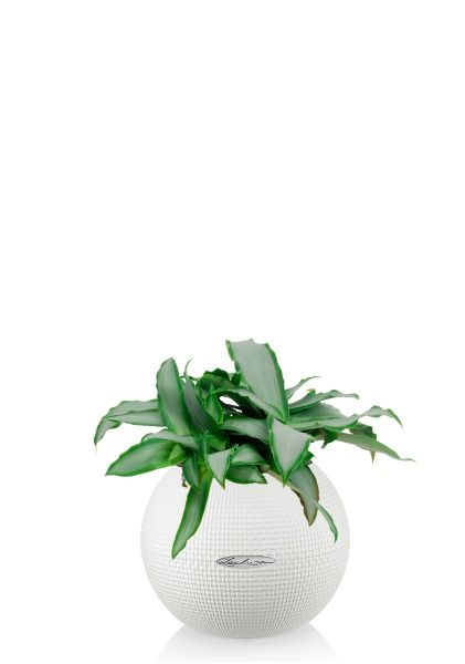 Мурдания в PURO 20 Мурдания в PURO 20