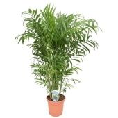 Хамедорея Элеганс d17 см h90 см Хамедорея Элеганс d17 см h90 см