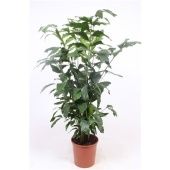 Кариота Митис d30 см h160 см Кариота Митис d30 см h160 см