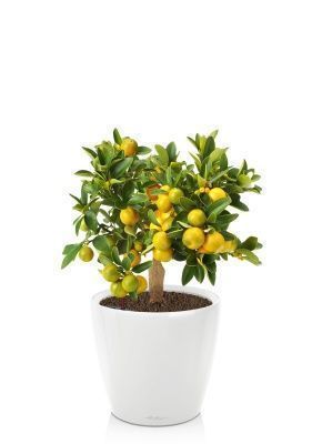 Цитрус Каламондин CLASSICO LS 21/50 см, Белый блестящий