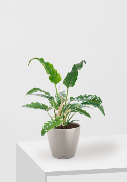 Филодендрон Нарроу 19/55 см в CLASSICO COLOR 28