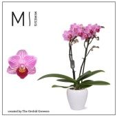 Фаленопсис Mini 2st Lotte In Martine White Ceramic d7 см h30 см тип 1 Фаленопсис Mini 2st Lotte In Martine White Ceramic d7 см h30 см тип 1