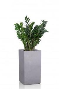 Замиокулькас 21/90 в CANTO STONE HIGH 30 Замиокулькас 21/90 в CANTO STONE HIGH 30