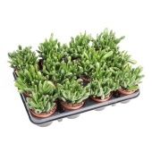 Крассула Хоббит денежное дерево d8.5 см h12.5 см тип 2