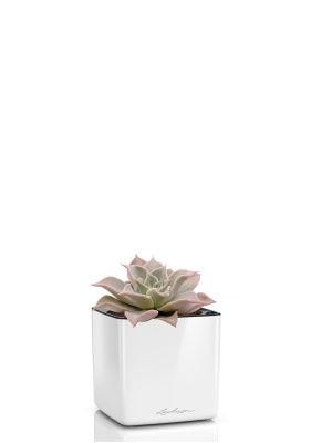 Эхеверия Мадиба 12/16 см в CUBE GLOSSY 14, белый блестящий