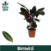 Калатея Варшевичи (rhythm Of Nature) d19 см h80 см