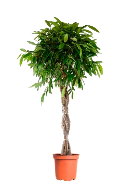 Фикус Амстел Кинг переплетенный 60/300 см Фикус Амстел Кинг переплетенный 60/300 см