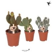 Опунция микс d9 см h23 см Опунция микс d9 см h23 см