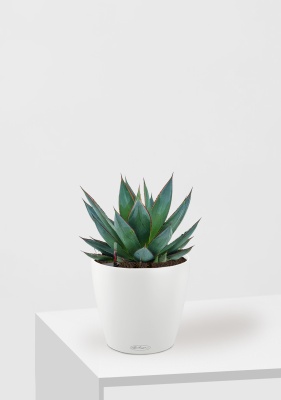 Агава в CLASSICO COLOR 21, белый Агава в CLASSICO COLOR 21, белый