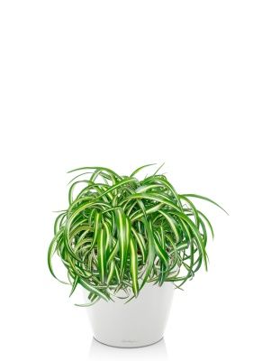 Хлорофитум Оушен 23/40 см в CLASSICO LS 28, белый блестящий