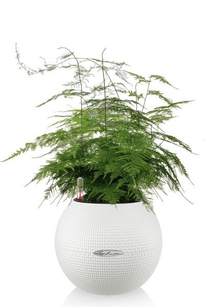 Аспарагус в PURO 20