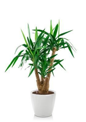 Юкка разветвленная 24/100 см в CLASSICO LS 28, белый блестящий