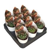 Ферокактус Hamatacanthus Sinuatus d6.5 см h8 см