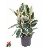 Фикус Эластика Тинеке 3 ствола d27 см h110 см