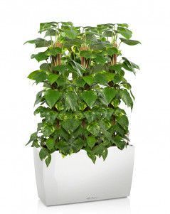 Сциндапсус в CARARO 75