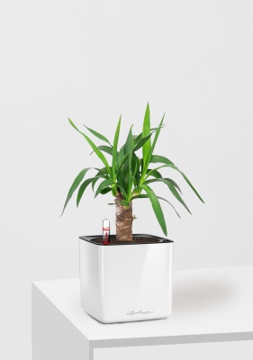 Юкка CUBE GLOSSY 14/45 см Белый блестящий