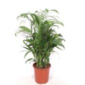 Хамедорея Сейфризи Зейфрица d24 см h100 см