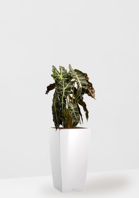 Алоказия Полли 17/50 см в CUBICO 22