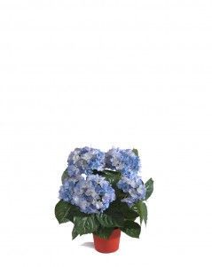 Гортензия куст тёмно-голубой в горшке