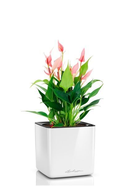 Антуриум Лилли 14/40 см в CUBE GLOSSY 16 Антуриум Лилли 14/40 см в CUBE GLOSSY 16