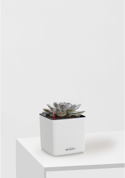 Эхеверия Лилацина 12/20 см в CUBE COLOR 14