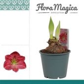 Гиппеаструм Sweet Pink Op Flora Magica 2 ствола d14 см h25 см тип 1