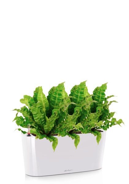 Асплениум Криспи в DELTA 20