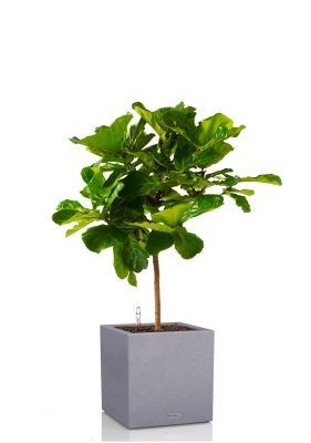 Фикус Лирата на стволе 24/120 см в CANTO STONE LOW 30, серый камень Фикус Лирата на стволе 24/120 см в CANTO STONE LOW 30, серый камень