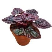 Пеперомия Red Luna d9 см h15 см