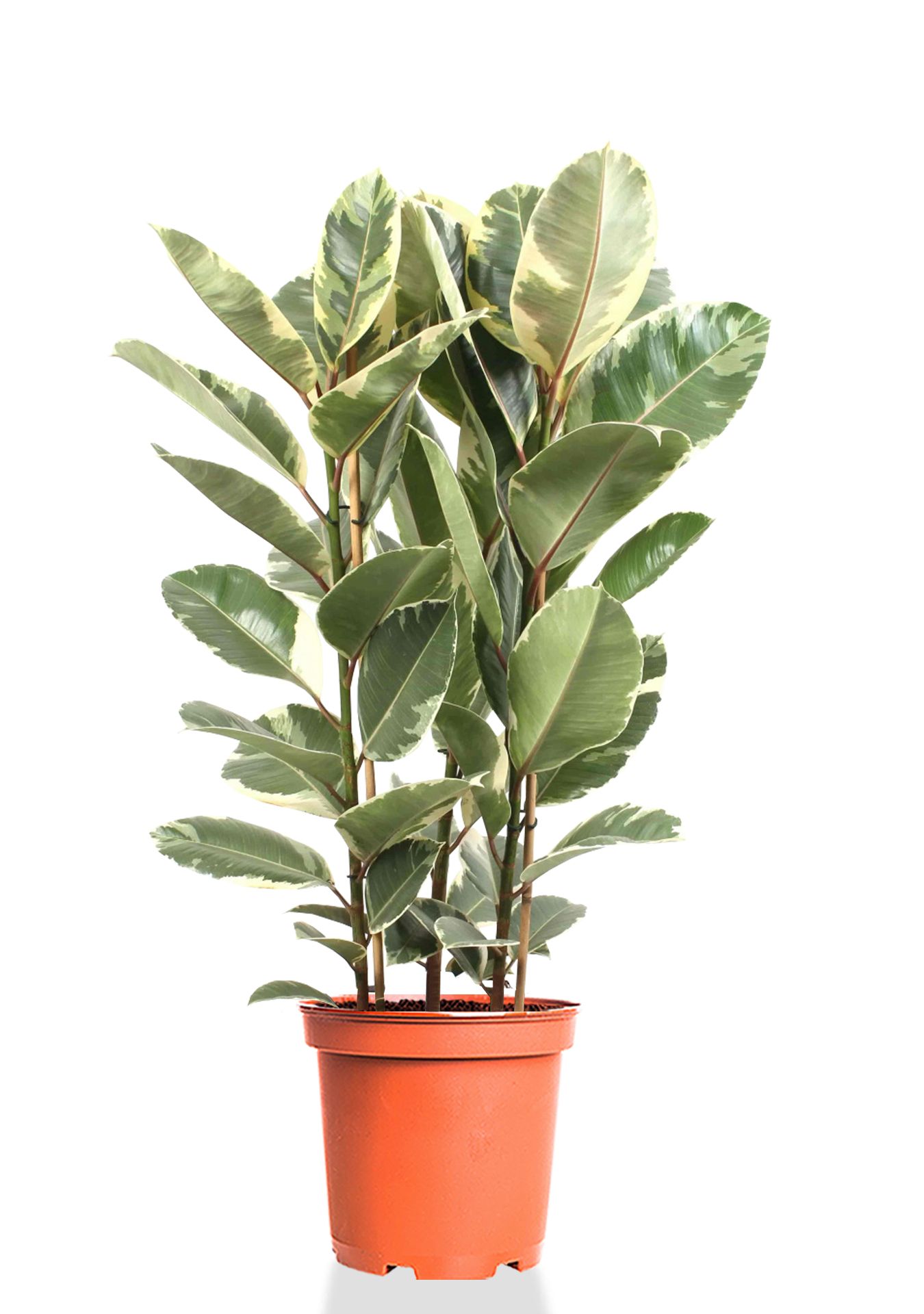 Фикус Эластика Тинеке 3 ств 27/110 см