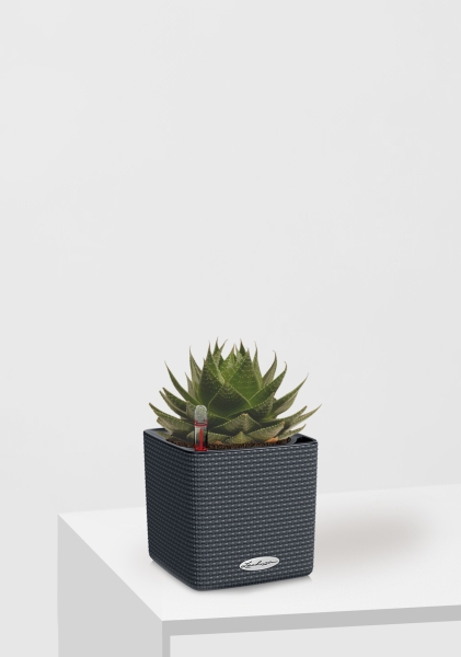 Алоэ Космо 13/20 см в CUBE COLOR 16