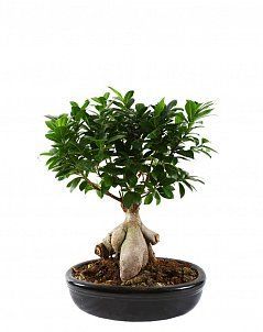 Фикус Бонсай в керамике 21/45 см Фикус Бонсай в керамике 21/45 см