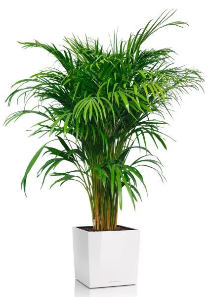 Хризалидокарпус Арека в CUBE 30 Хризалидокарпус Арека в CUBE 30