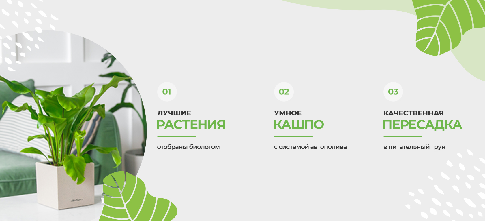 Баннер растение кашпо пересадка