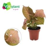 Сингониум Неон d12 см h25 см тип 2