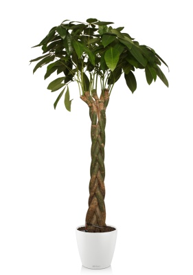 Пахира 27/170 см в CLASSICO COLOR 35