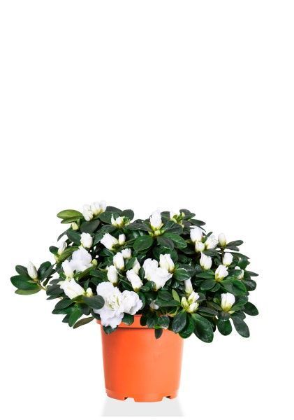 Азалия Фландрес белая 14/30 см Азалия Фландрес белая 14/30 см