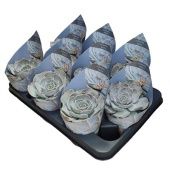 Эхеверия Лалацина d10.5 см h12.5 см