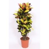 Кротон Кодиеум Миссис Айстон бранч d30 см h150 см