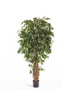 Фикус Лиана Де Люкс