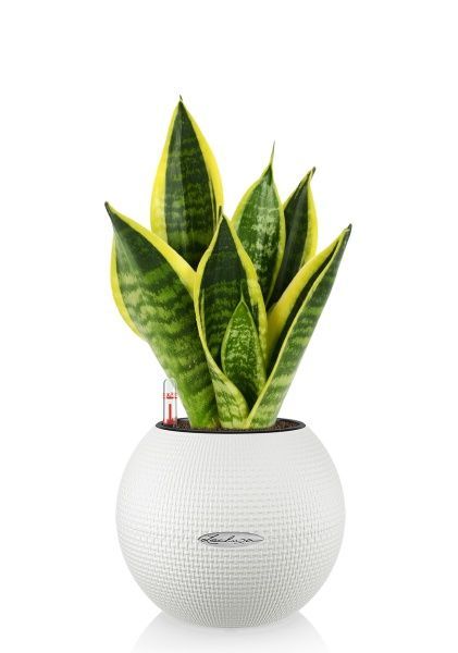 Сансевиерия Футура Суперба в PURO 20 Сансевиерия Футура Суперба в PURO 20