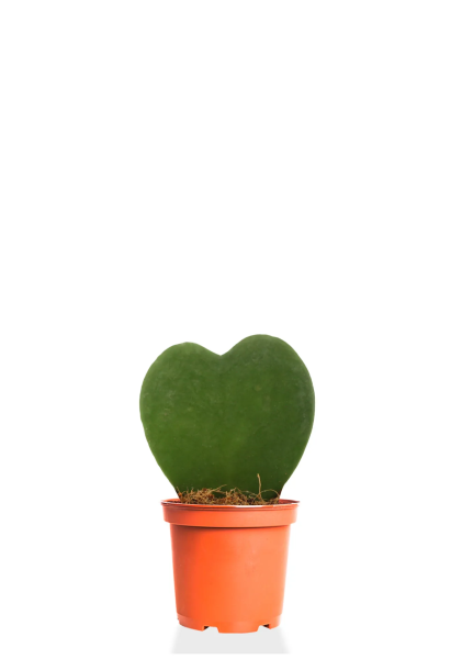 Хойя Керра 12 см Хойя Керра 12 см