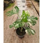 Монстера Делициоза вариегатная d30 см h60 см