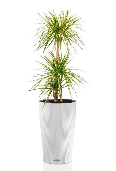 Драцена Маргината Санрей 3 ствола 27/150 см в CILINDRO COLOR 32