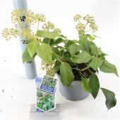 Хедера Хеликс плющ Colchica Fall Favourite d17 см h35 см