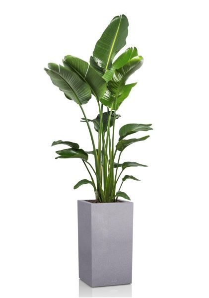 Стрелиция Николай 27/170 см в CANTO STONE HIGH 40